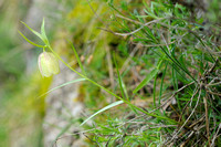 Kievitsbloem; Fritillaria involucrata