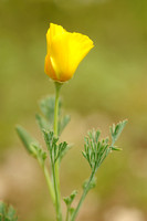 Slaapmutsje - California Poppy - Eschscholzia californica