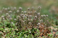 Dwergkers; Hutchinsia; Hornungia petraea
