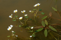 Grote Waterranonkel; Pond Water-crowfoot; Ranunculus peltatus su