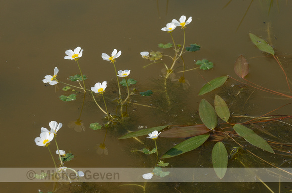 Grote Waterranonkel; Pond Water-crowfoot; Ranunculus peltatus su