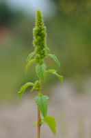 Basterdamarant;Green Amaranth;Amaranthus hybridus