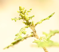 Druifkruid; Jerusalem oak goosefoot; Chenopodium botrys