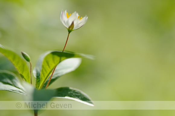 Zevenster; Chickweed Wintergreen; Trientalis europaea