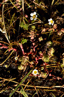 Grote waterranonkel; Pond Water-crowfoot; Ranunculus peltatus