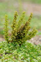 Druifkruid;Jerusalem oak goosefoot;Chenopodium botrys