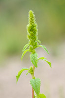 Basterdamarant;Green Amaranth;Amaranthus hybridus