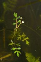 Ondergedoken moerasscherm; Lesser Marshwort; Apium inundatum