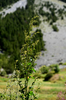 Tuinmelde; Atriplex hortensis; Aroche des jardins