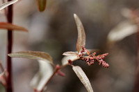 Tuinmelde; Garden Orache; Atriplex hortensis;