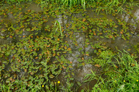 Drijvend fonteinkruid - Floating-leaved pondweed - Potamogeton natans