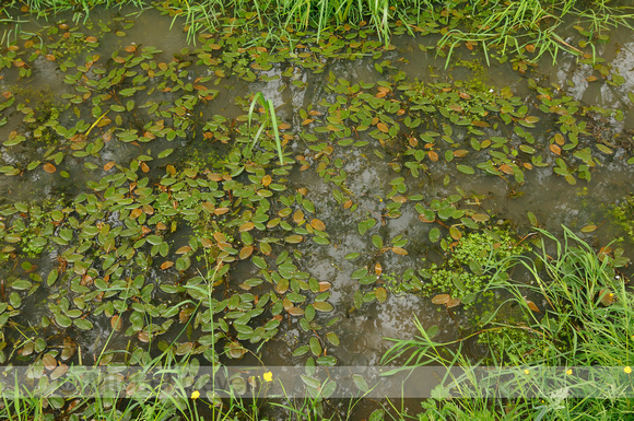 Drijvend fonteinkruid; Floating-leaved pondweed; Potamogeton nat