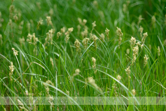 Valse Zandzegge; Carex reichenbachii