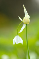 Armbloemige Look - Few-flowered Garlic - Allium paradoxum