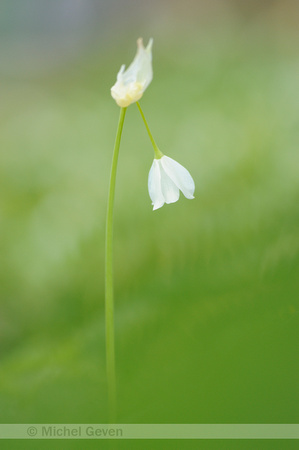 Armbloemige Look; Few-flowered Garlic; Allium paradoxum