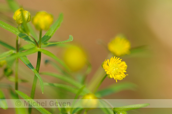 Gulden Boterbloem; Goldilocks buttercup; Ranunculus auricomus