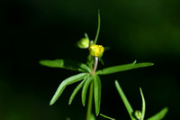 Gulden boterbloem; Goldilocks buttercup; Ranunculus aurcomus
