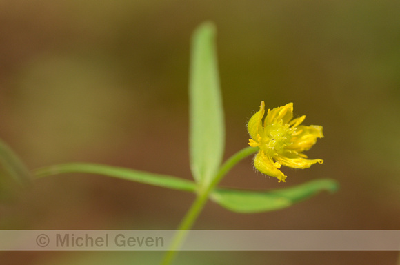 Gulden Boterbloem; Goldilocks buttercup; Ranunculus auricomus