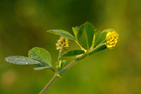 Kleine Klaver - Lesser trefoil -  Trifolium dubium