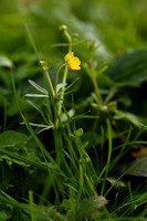 Gulden Boterbloem; Goldilocks buttercup; Ranunculus aurcomus