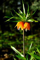 Keizerskroon -  Crown Imperial - Fritillaria imperialis
