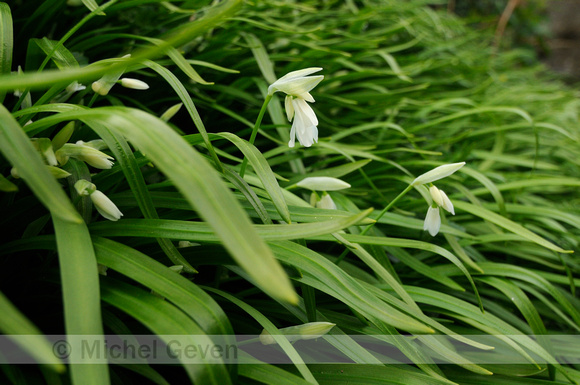 Armbloemige Look; Few-flowered Garlic; Allium paradoxum