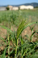 Pluimgierst; Common Millet; Panicum miliaceum;