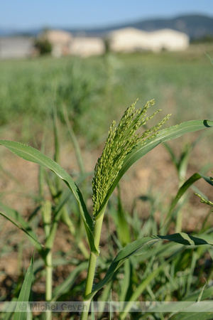 Pluimgierst; Common Millet; Panicum miliaceum;