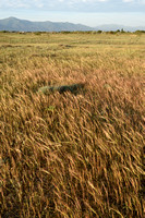 Mediterranean Needle-grass; Stipa capensis