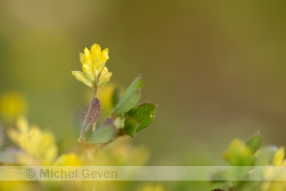 Kleine Klaver; Lesser trefoil; Trifolium dubium