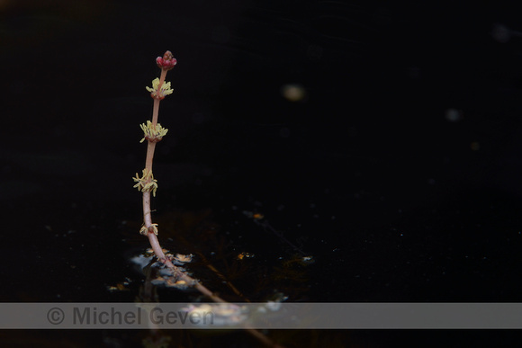 Aarvederkruid; Spiked Water-milfoil; Myriophyllum spicatum