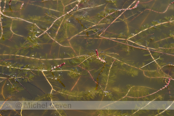 Aarvederkruid; Spiked Water-milfoil; Myriophyllum spicatum
