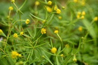 Gulden Boterbloem; Goldilocks buttercup; Ranunculus aurcomus