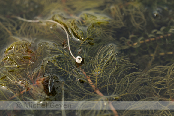 Smalle Waterpest; Nuttall's Water-weed; Elodea nuttallii