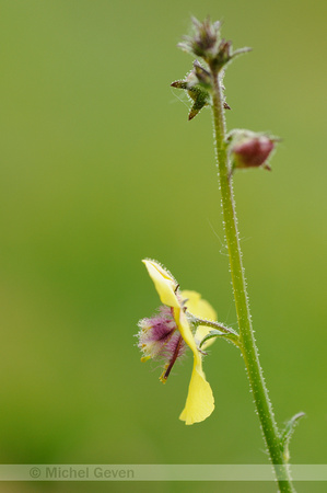 Mottenkruid; Verbascum blattaria; Moth Mullein