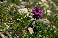 Kranskartelblad; Whorled lousewort; Pedicularis verticillata