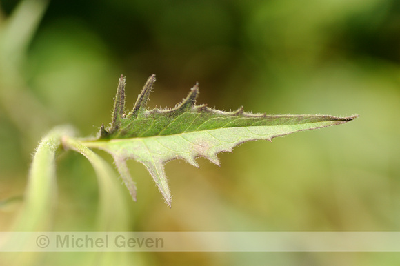 Bochtig Havikskruid; Hieacium maculatum; Spotted Hawkweed;