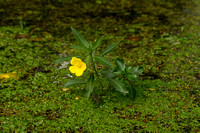 Waterteunisbloem; Water primrose; Ludwigia grandiflora;