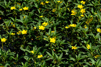 Waterteunisbloem; Water primrose; Ludwigia grandiflora