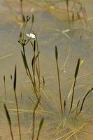 Stijve moerasweegbree; Lesser Water-plantain; Baldellia ranuncul