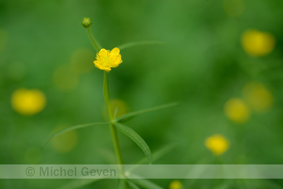 Gulden boterbloem; Goldilocks buttercup; Ranunculus auricomus