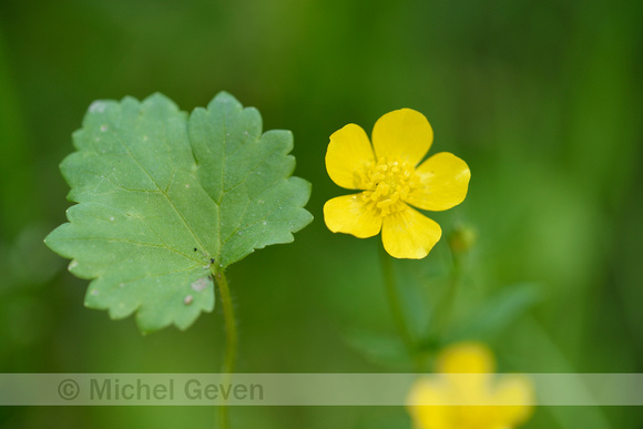 Gulden boterbloem; Goldilocks buttercup; Ranunculus auricomus