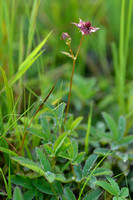 Wateraardbei; Marsh Cinquefoil; Comarum palustre