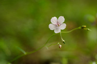 White Flax; Linum suffruticosum;