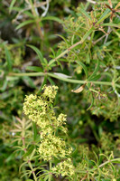 Vreemde Rubia - Wild Madder - Rubia peregrina subsp. longifolia