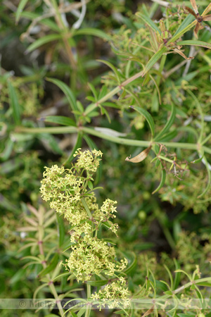 Vreemde Rubia; Wild Madder; Rubia peregrina subsp. longifolia