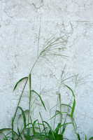 Tropical Finger Grass; Digitaria ciliaris;