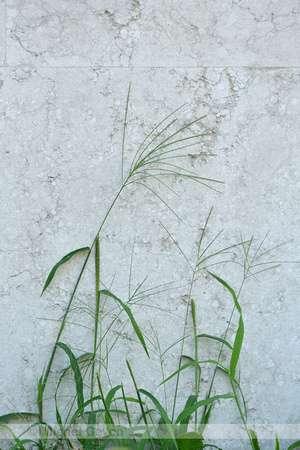 Tropical Finger Grass; Digitaria ciliaris;