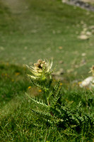 Cirsium spinosissimum