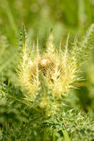 Stekelige Vederdistel; Cirsium spinosissimum